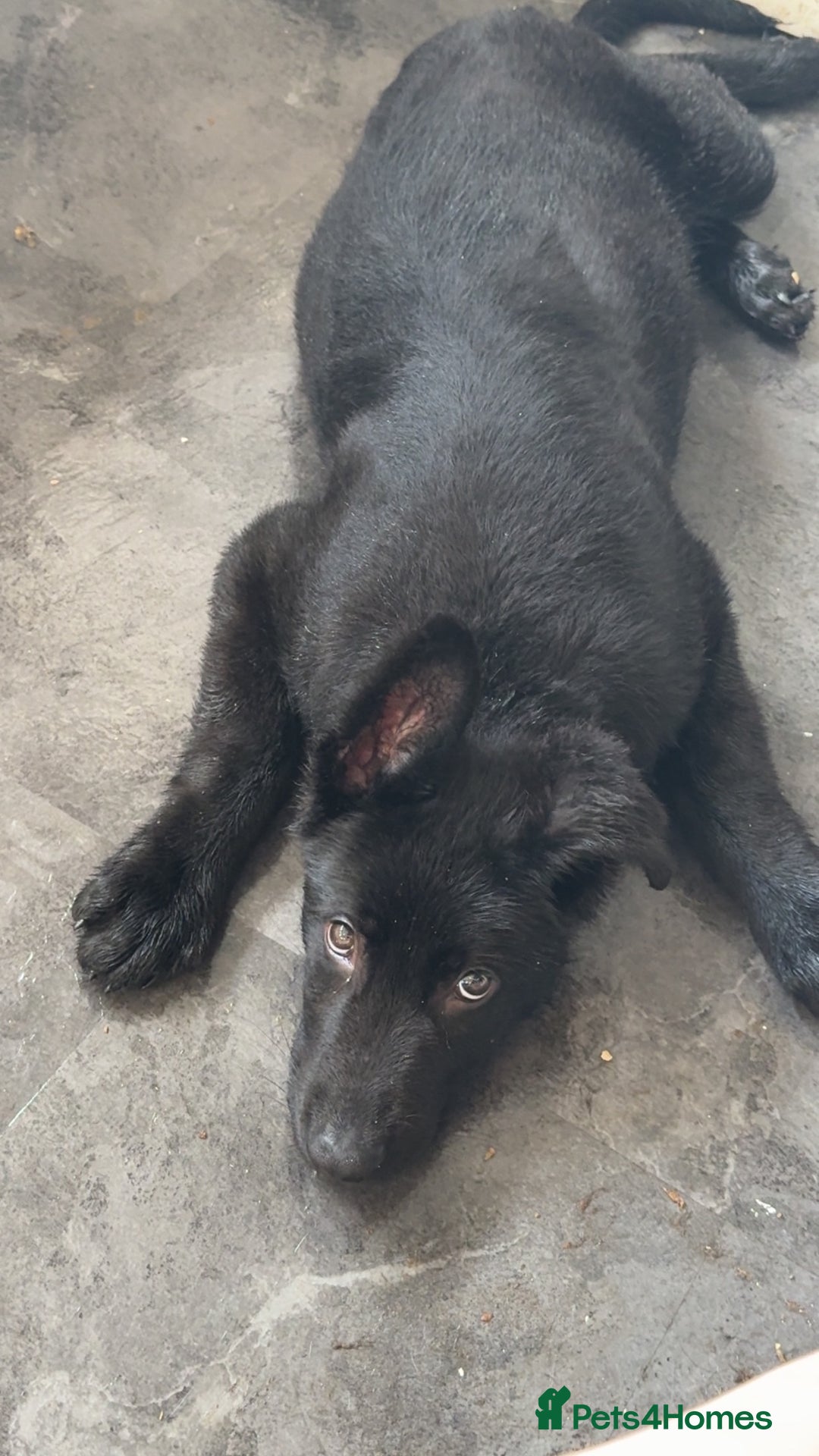 German Shepherd dogs for sale: Stunning Jet black German shepherd pup - Advert 1