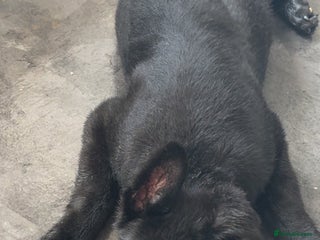 German Shepherd dogs Stunning Jet black German shepherd pup - Advert 3