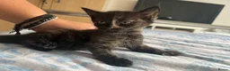 British Longhair cats for sale: Lovely Kittens  - Advert 3