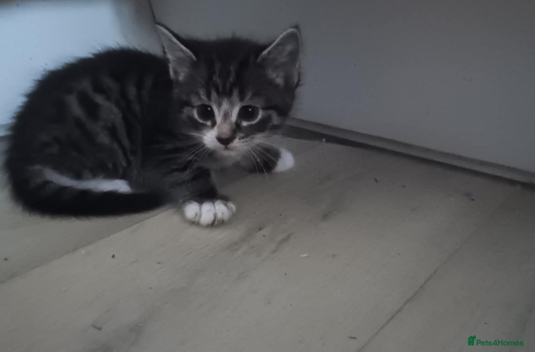Mixed Breed cats for sale: 4 kittens looking for a forever home  - Advert 4