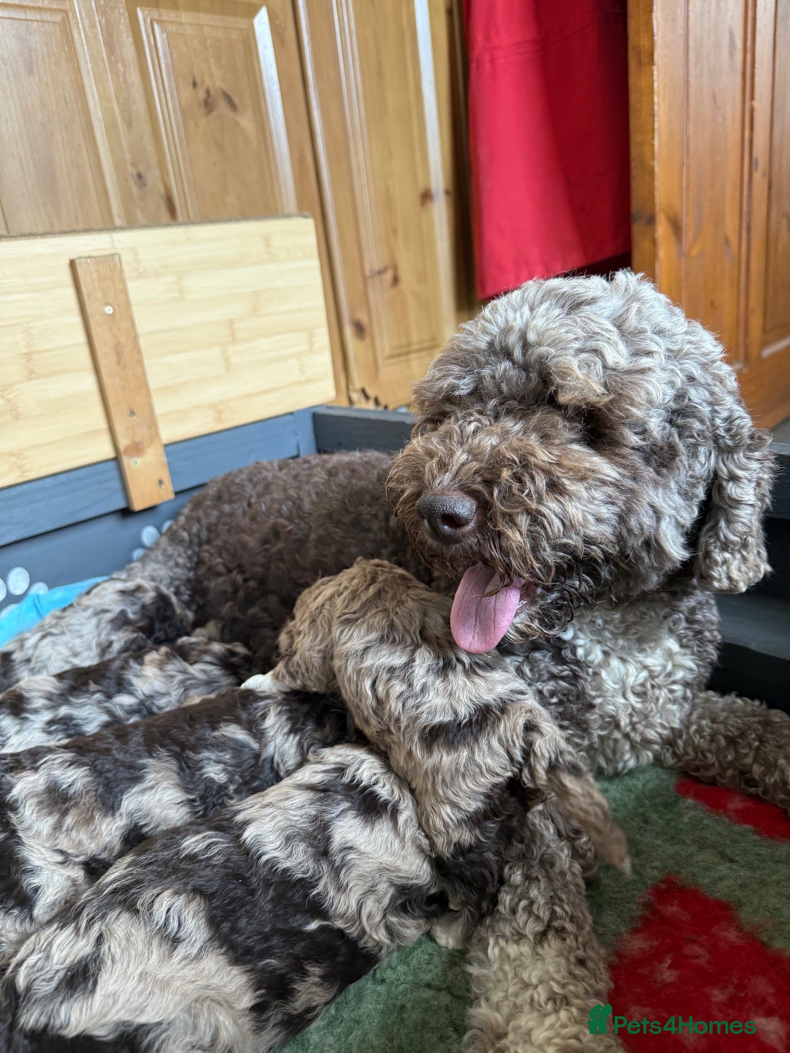 Cockapoo dogs Chocolate Merle cockapoo puppies  - Advert 2