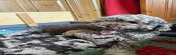 Cockapoo dogs for sale: Chocolate Merle cockapoo puppies  - Advert 1