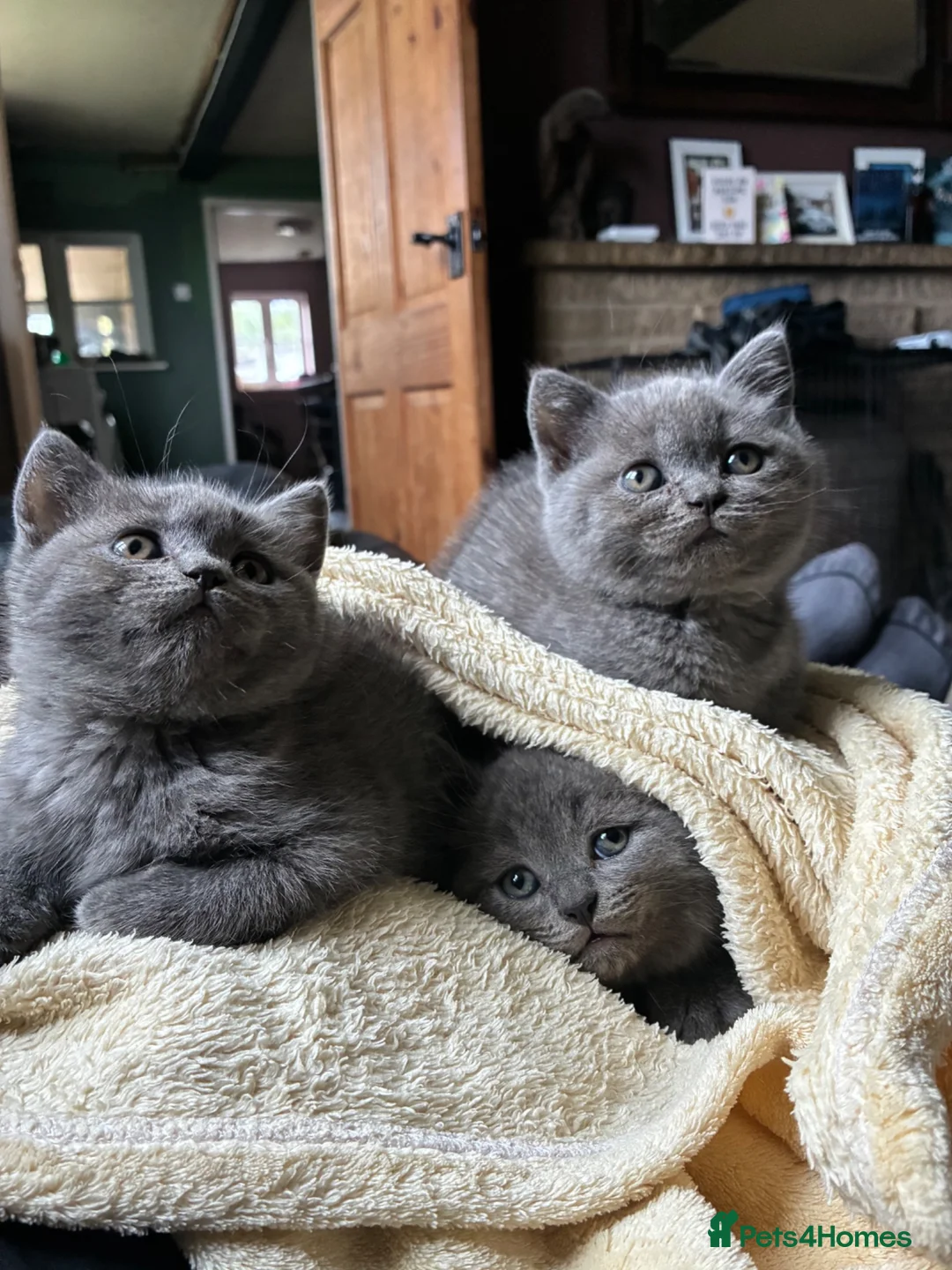 British Shorthair cats for sale: Ready now. 3 beautiful, well raised Blue BSH.  - Advert 1