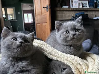 British Shorthair cats Ready now. 3 beautiful, well raised Blue BSH. - Advert 6