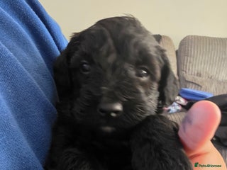 Mixed Breed dogs - Advert 2