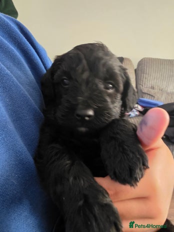 Mixed Breed dogs - Advert 2