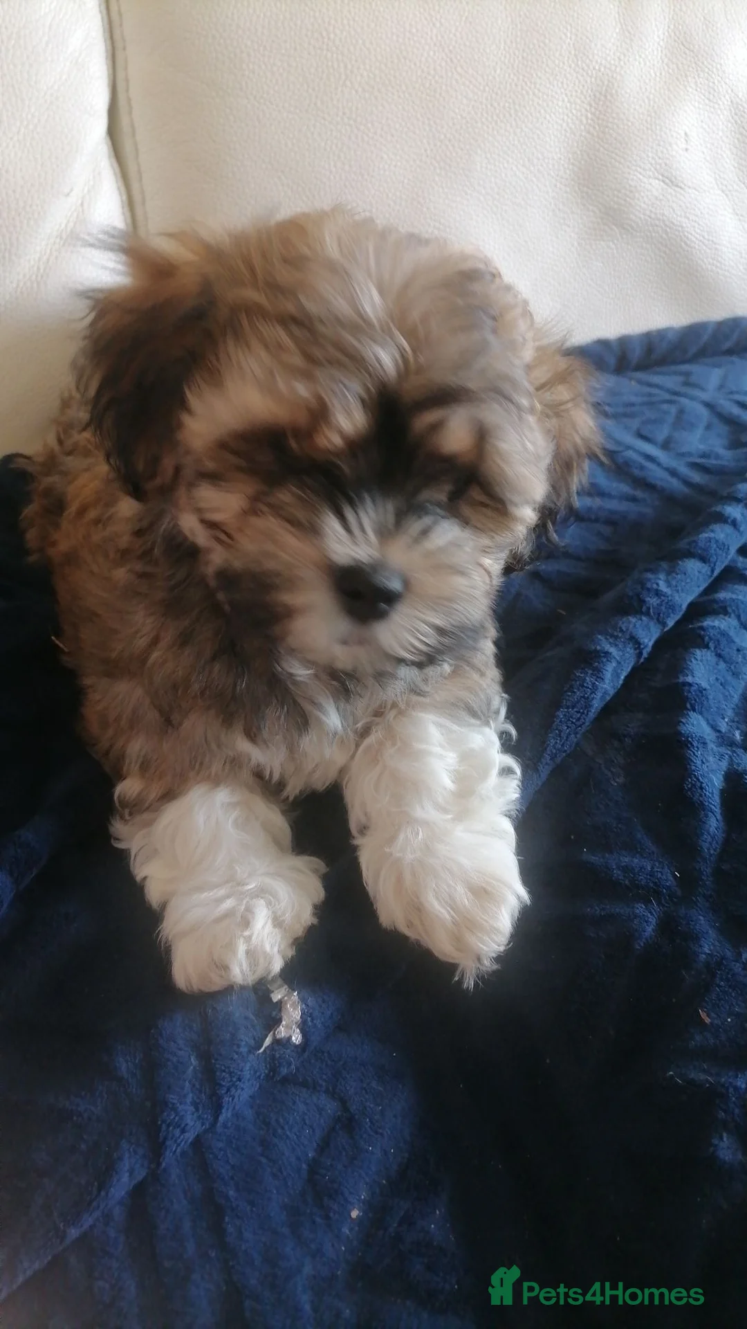 Mixed Breed dogs for sale: Malshi in Doncaster - Advert 7