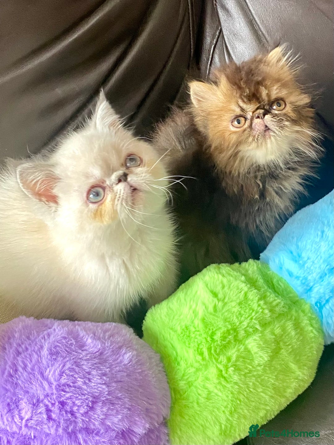 Exotic cats for sale: GCCF REG PKD FREE PEDIGREE EXOTICS - Image 1