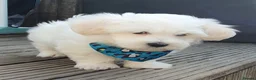 Maltese dogs for sale: 🌟KC Registered Maltese Puppy One Boy available - Advert 9