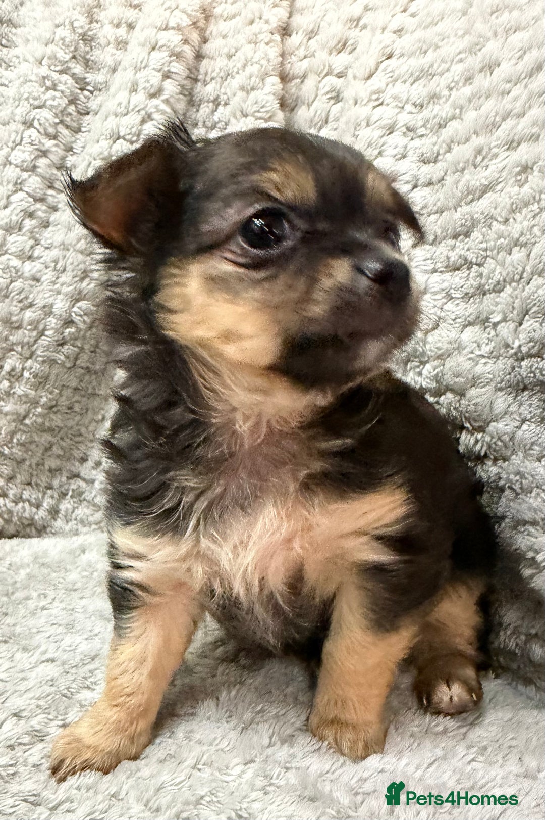 Chihuahua dogs for sale: Female Rare blue tan LC and black tri colour  - Advert 2