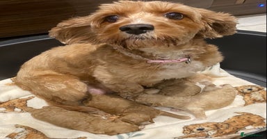 Cavapoo dogs Gorgeous Teddybear Cavapoo Puppies health checked  - Advert 1