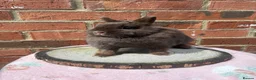 Netherland Dwarf rabbits for sale: 8 months old chocolate self Netherland  female  - Advert 6