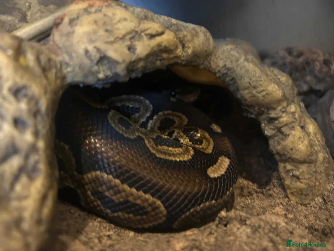 Mixed Breed reptiles for sale: Multiple reptiles for rehome  - Advert 2