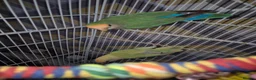 Lovebirds birds for sale: Pair of Lovebirds  - Advert 3
