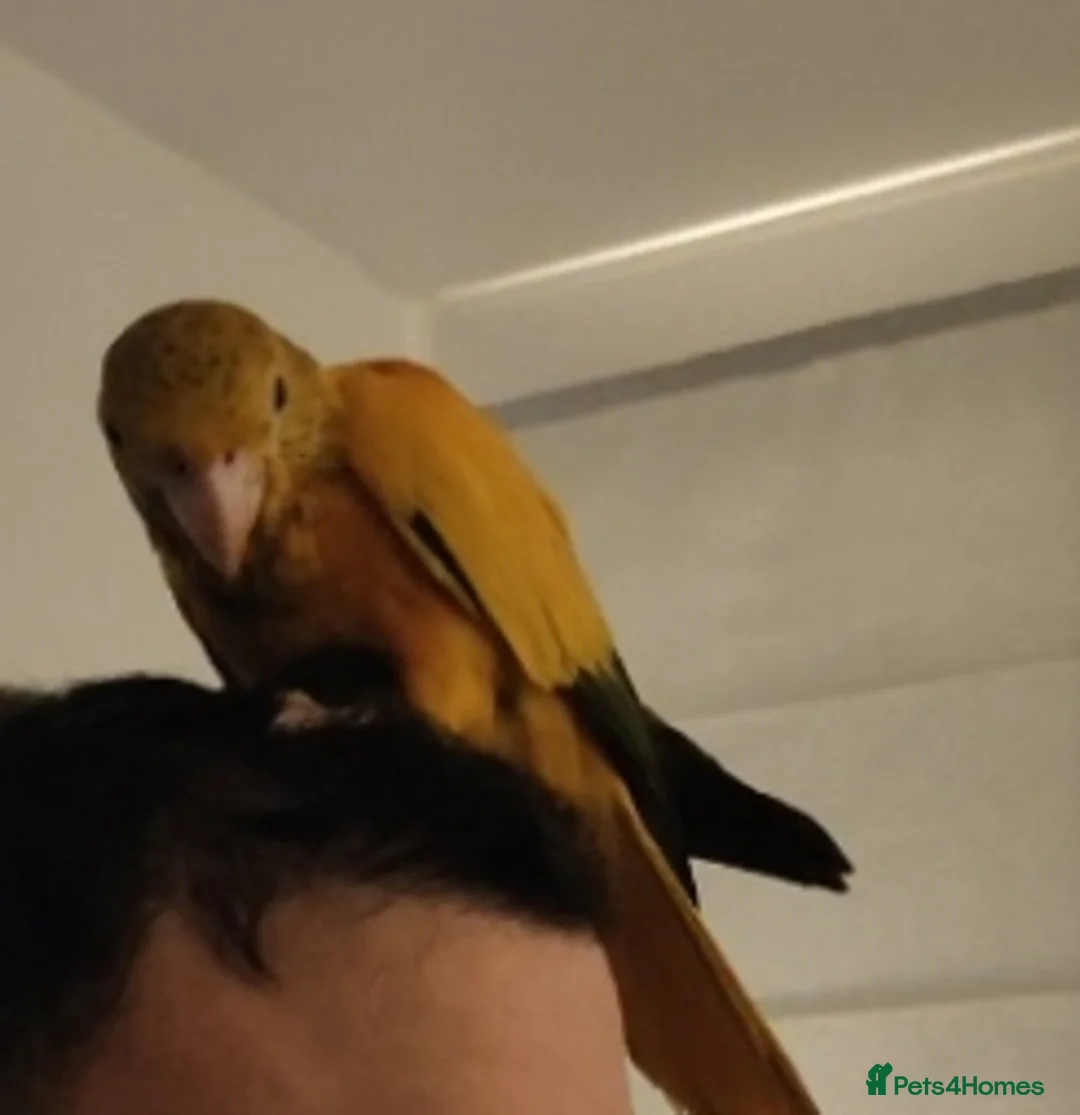 Conures birds for sale: Golden Conure Queen of Bavaria Female Baby 7 mths in Knutsford - Advert 5