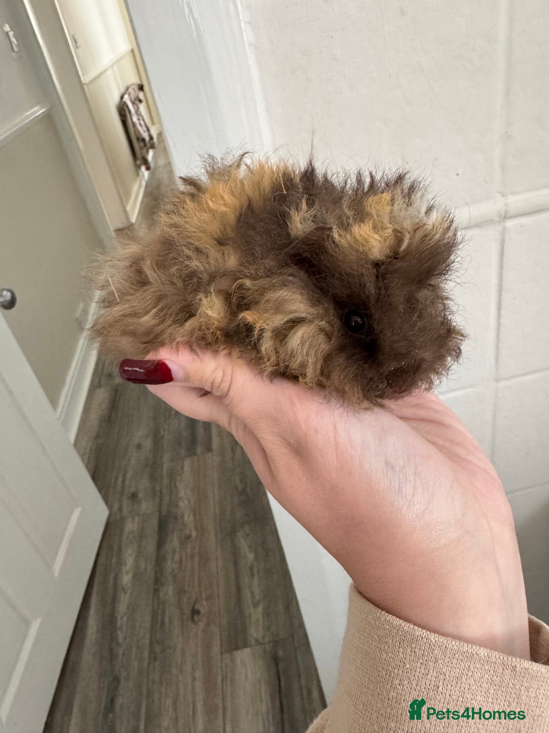 Guinea Pig rodents for sale: Chocolate tri texel male  - Advert 4