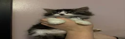 Maine Coon cats for sale: Gorgeous fluffy Maine coon xtoyger  - Advert 8