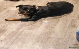 Rottweiler dogs for sale: Beautiful Rottweiler Bitch - Image 5