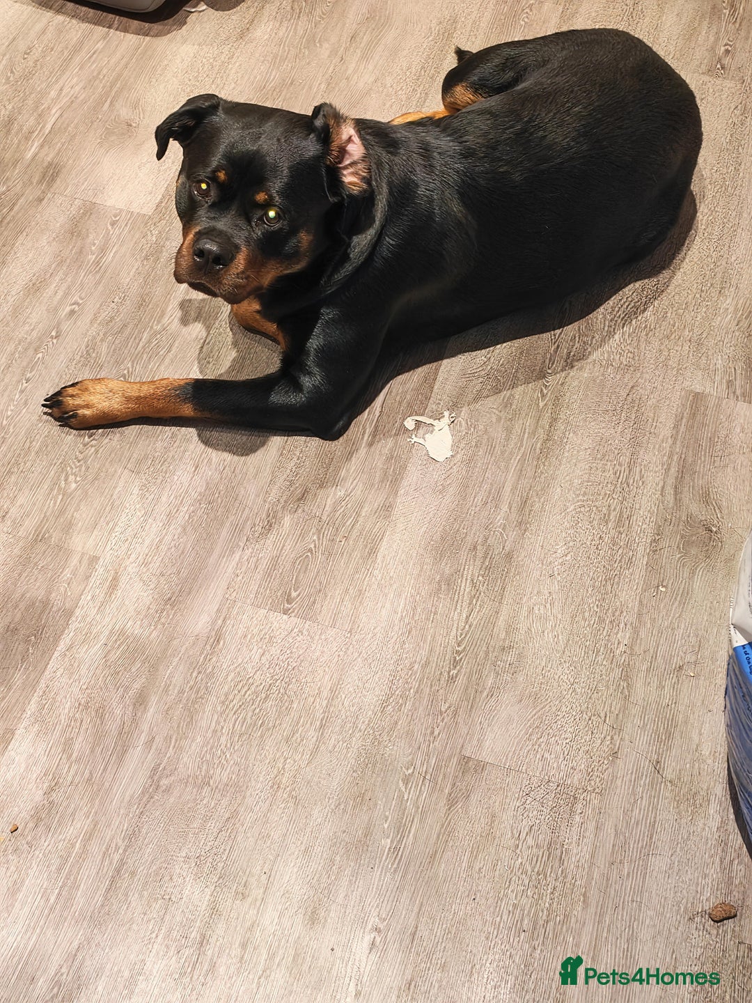 Rottweiler dogs for sale: Beautiful Rottweiler Bitch - Image 5