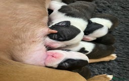 Boston Terrier dogs for sale: Champ bloodline (KC) Boston Terrier pups 💕 - Image 14