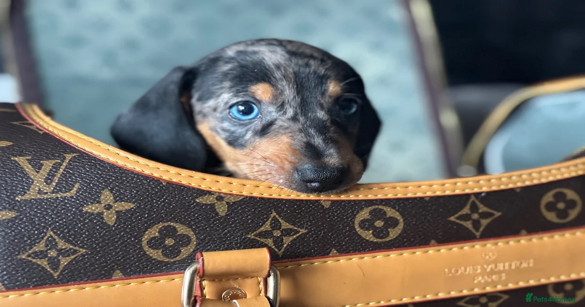 Miniature Dachshund Puppies for sale in Oxfordshire | Pets4Homes