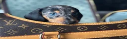 Miniature Dachshund dogs for sale: Miniature dachshund puppies🥰£750 - Advert 1