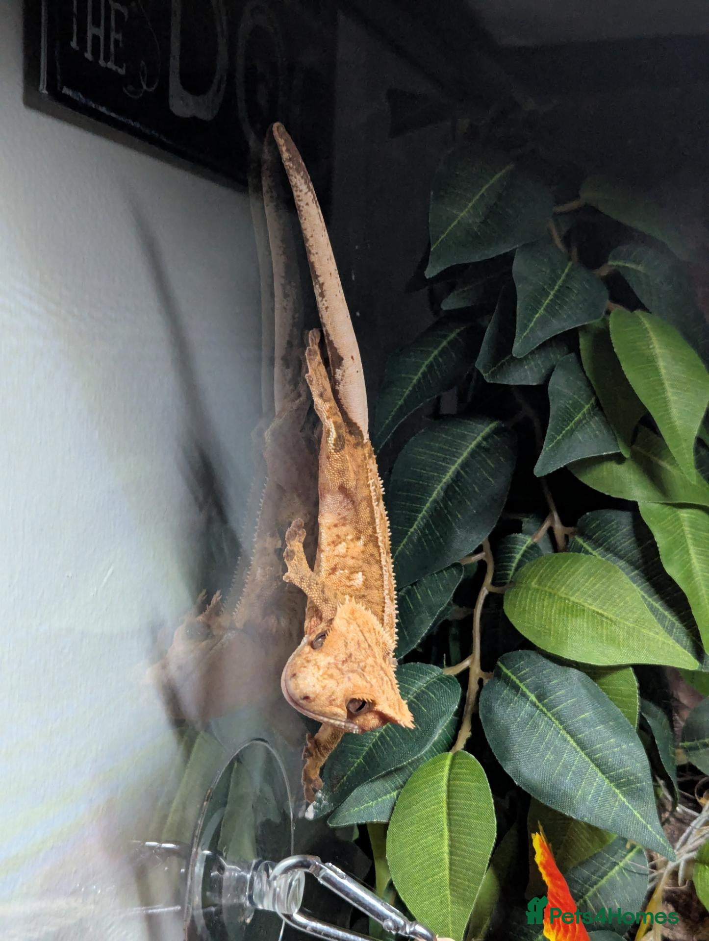 Gecko reptiles Female Crested Gecko & Setup - Advert 1