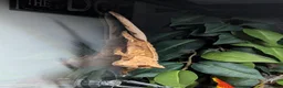 Gecko reptiles for sale: Female Crested Gecko & Setup - Advert 1