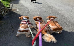 Brittany Spaniel dogs for adoption: Cronos a wonderful Brittany - Advert 11