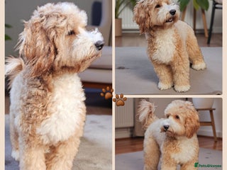 Labradoodle dogs HIP 0/0 ELBOW 0/0! 100% AUSTRALAIN LABRADOODLE in Kettering - Advert 1