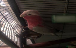 Cockatoo birds for sale: Skye galah cockatoo - Image 2