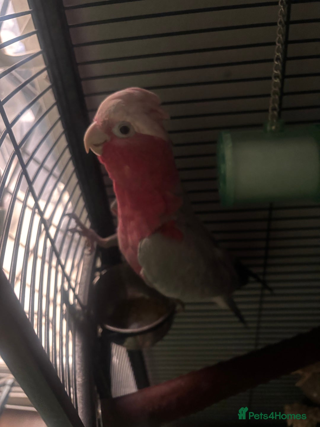 Cockatoo birds for sale: Skye galah cockatoo - Image 2