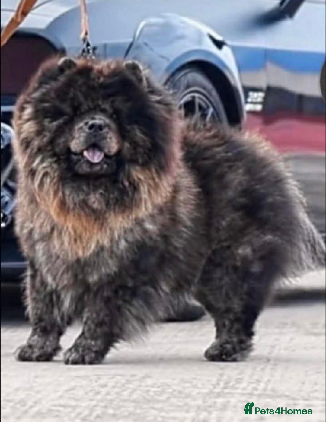 Chow Chow dogs for sale: Male chow chow  - Advert 6