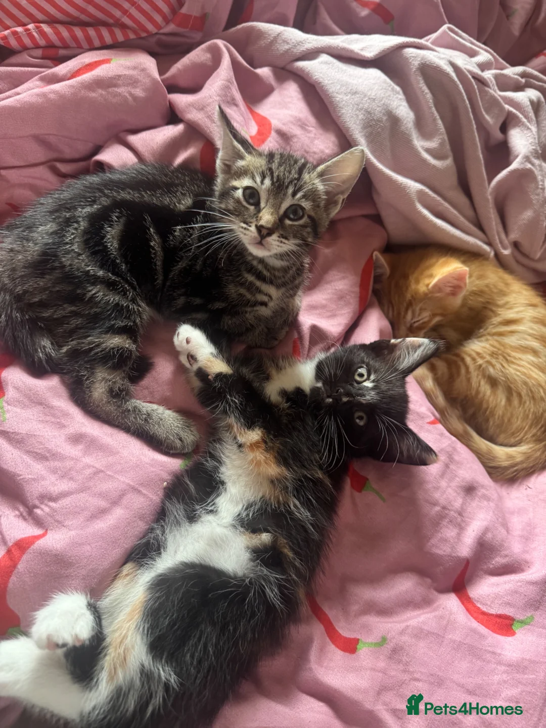 Mixed Breed cats for sale: Kitten for sale  in Manchester - Advert 1
