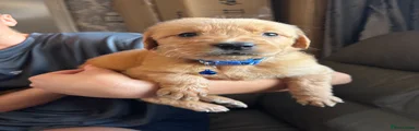 Blue boy 