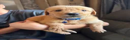 Golden Retriever dogs for sale: Beautiful golden retriever puppies  - Advert 9