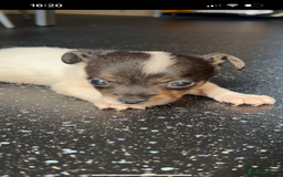 Jack Russell dogs for sale: Jack Russell  - Image 16