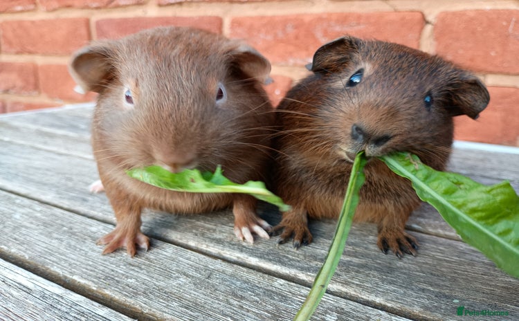 Guinea Pig rodents - Advert 3