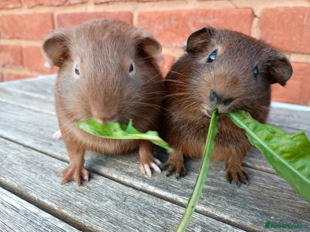 Guinea Pig rodents - Advert 3
