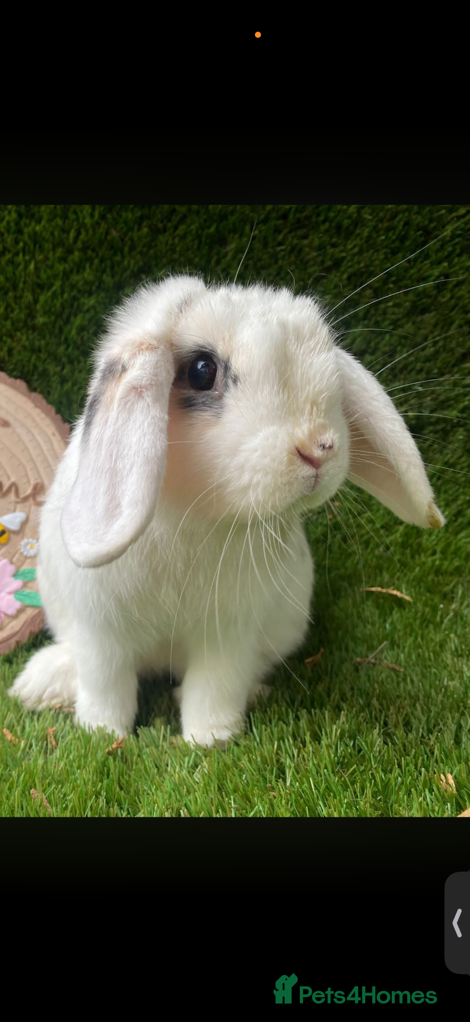 Mini Lop rabbits Mix breed males  - Advert 17