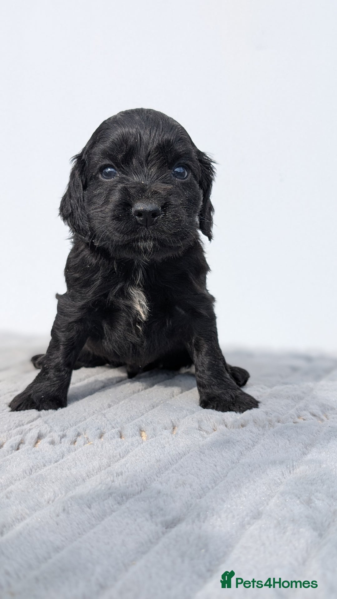 Cocker Spaniel dogs for sale: Cracking Cocker Pups - Image 6