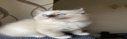 Ragdoll cats for sale: VERY RARE CREAM FLARE BICOLOUR RAGDOLL KITTEN - Advert 24