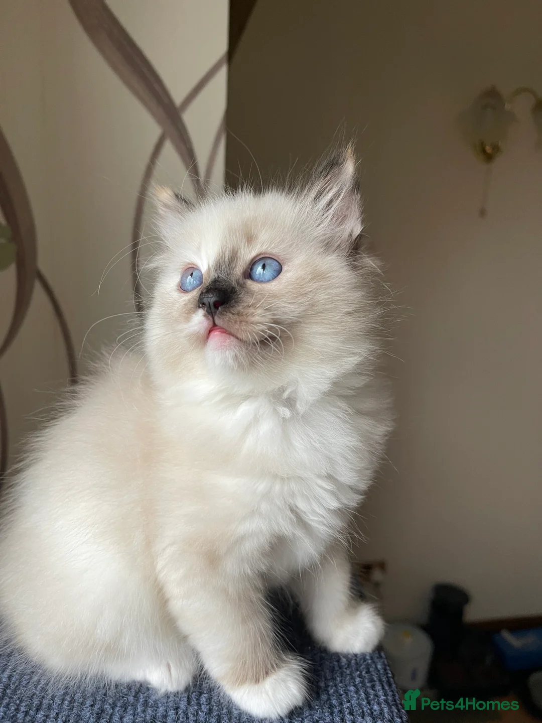 Ragdoll cats for sale: VERY RARE CREAM FLARE BICOLOUR RAGDOLL KITTEN - Advert 24