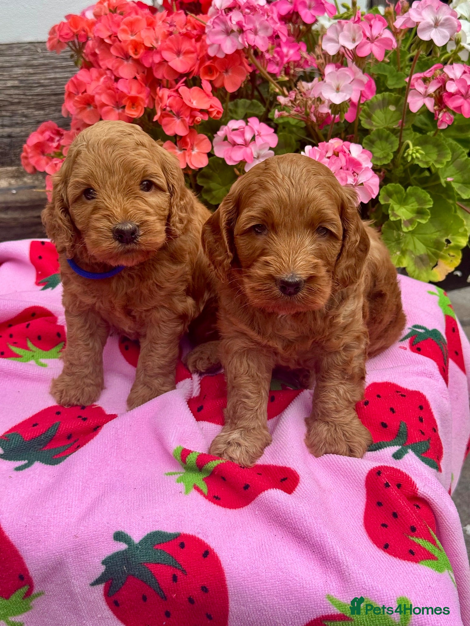 Cockapoo dogs 8 red dna tested clear f1 Cockerpoo puppies  - Advert 1