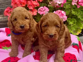 Cockapoo dogs 8 red dna tested clear f1 Cockerpoo puppies - Advert 6