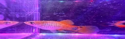 Live Bearers fish for sale: Guppies platies and Danios for sale  in Bromley - Advert 6