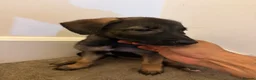 Mixed Breed dogs for sale: Puppies German Shepherd x Saluko x Dutch Harder - Advert 6