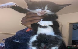 American Shorthair cats for sale: Cute kittens for sale - Image 4