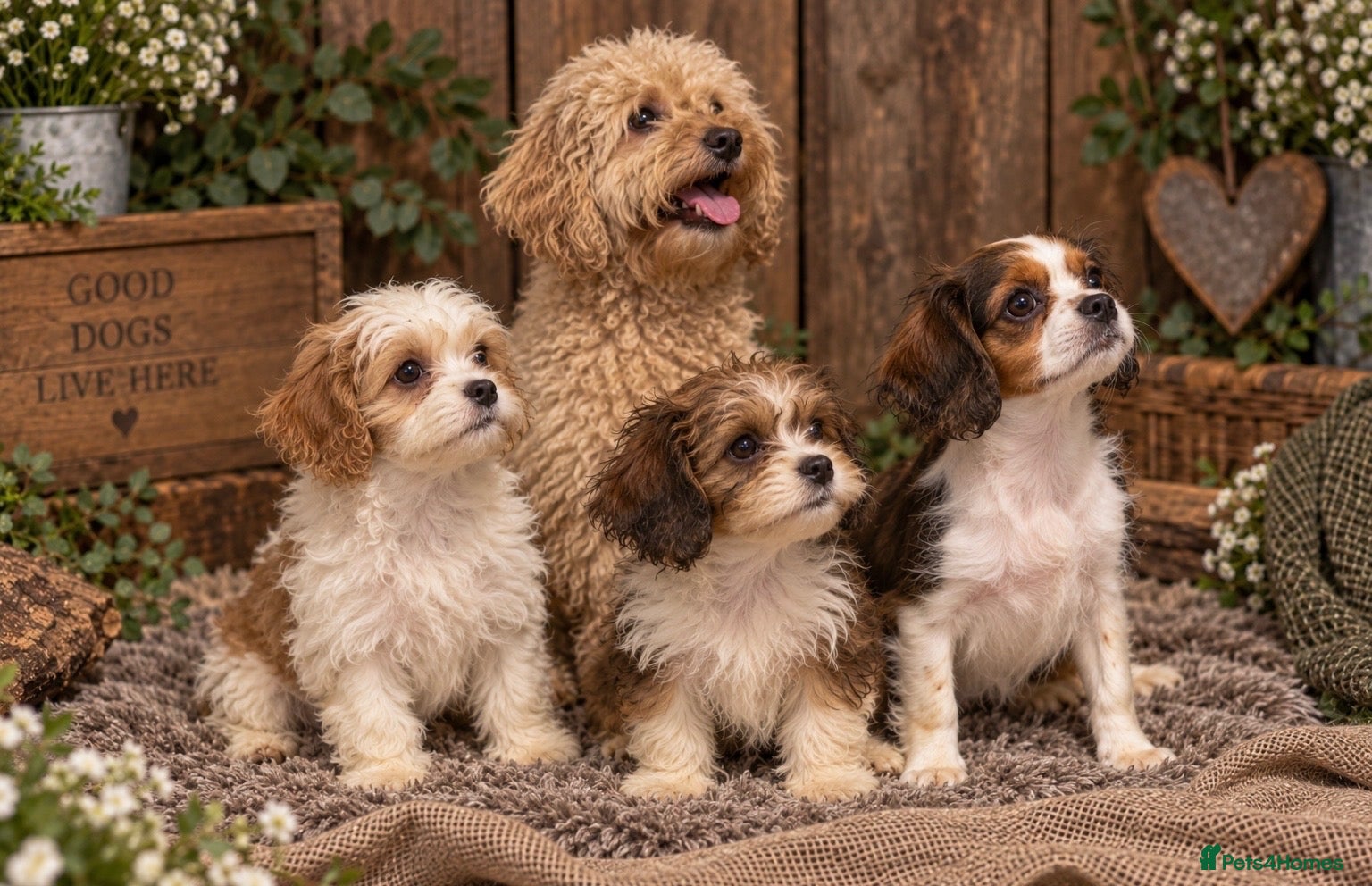 Cavapoochon dogs Ready to leave now extensively health tested 💙 - Advert 1