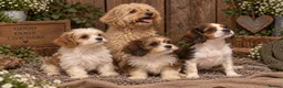 Cavapoochon dogs for sale: Ready to leave now extensively health tested 💙 - Advert 1